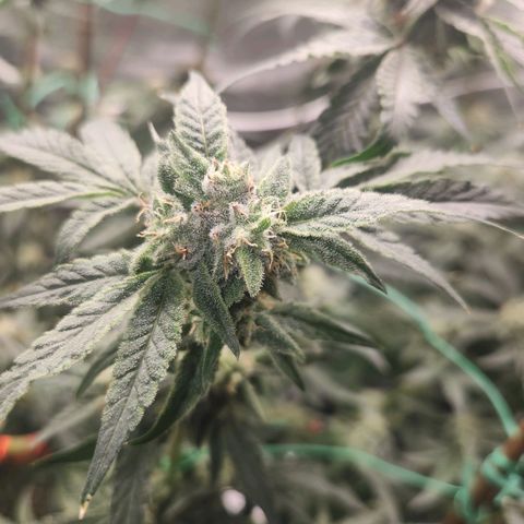 Gorilla Runtz growlog timeline photo
