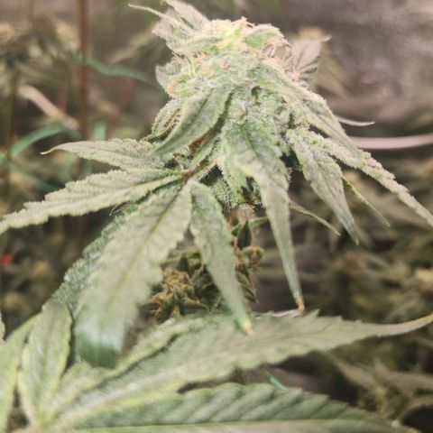 Gorilla Runtz growlog timeline photo