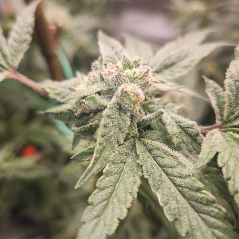Gorilla Runtz growlog timeline photo