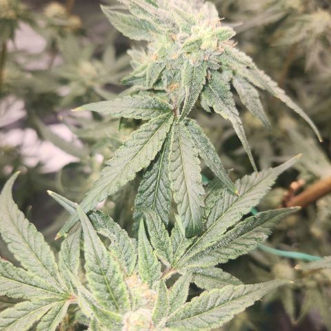 Gorilla Runtz growlog timeline photo