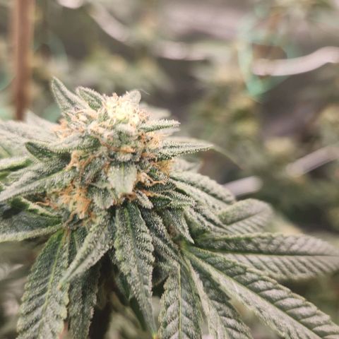 White Heat growlog timeline photo