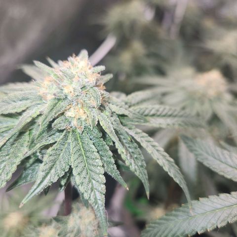 White Heat growlog timeline photo