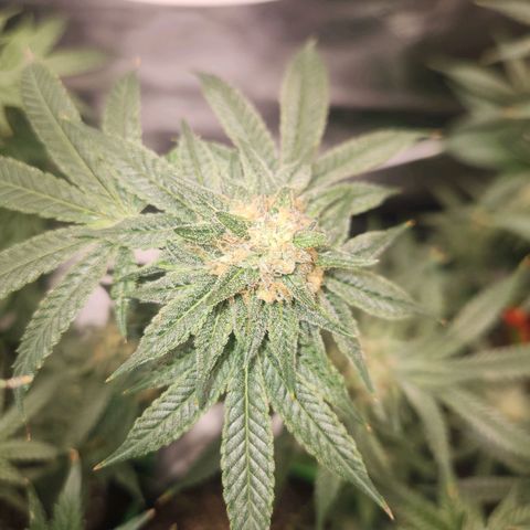 White Heat growlog timeline photo