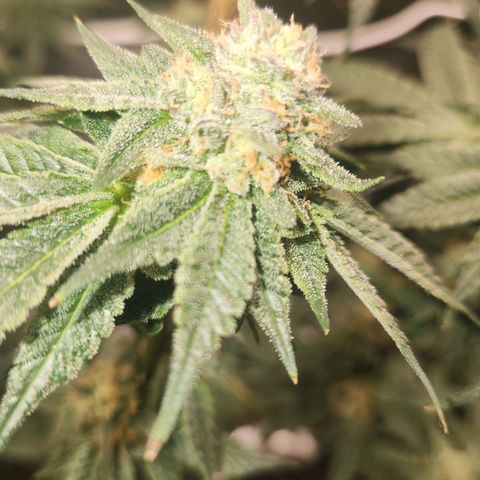 White Heat growlog timeline photo