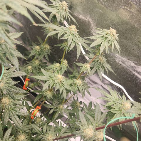 White Heat growlog timeline photo