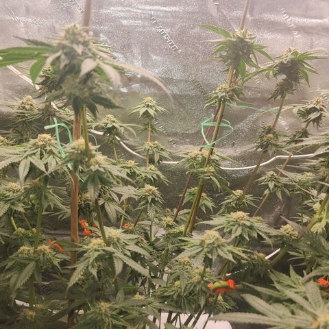 White Heat growlog timeline photo