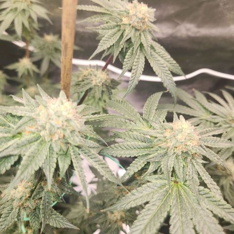 White Heat growlog timeline photo