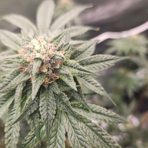 White Heat growlog timeline photo