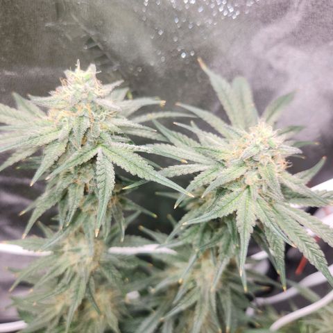 Sour Patch Kiss growlog timeline photo