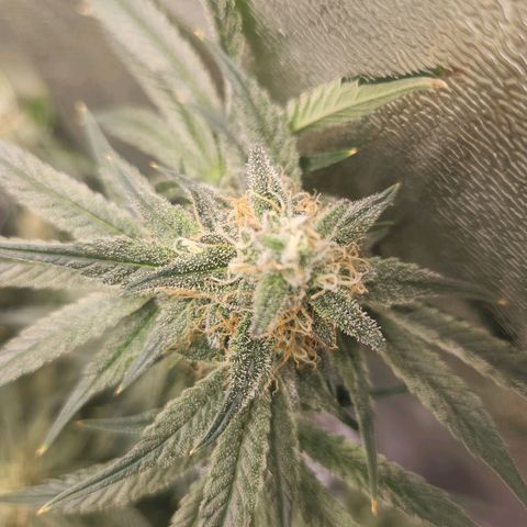 Sour Patch Kiss growlog timeline photo