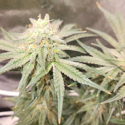 Sour Patch Kiss growlog timeline photo