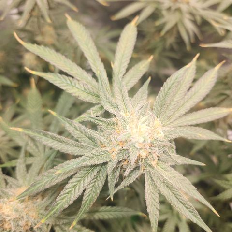 Sour Patch Kiss growlog timeline photo