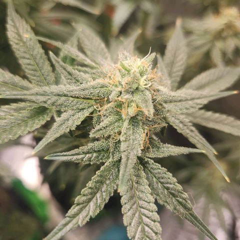 Sour Patch Kiss growlog timeline photo