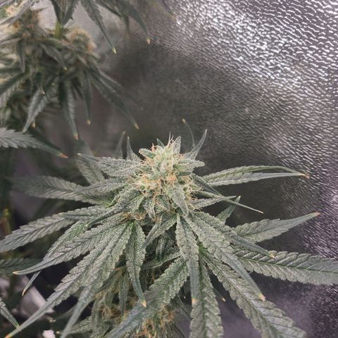 Sour Patch Kiss growlog timeline photo