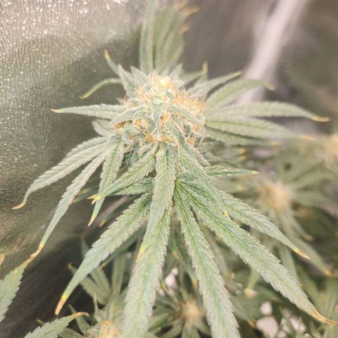 Sour Patch Kiss growlog timeline photo