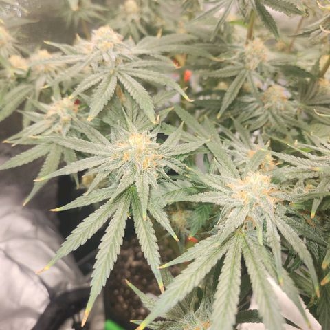 Sour Patch Kiss growlog timeline photo