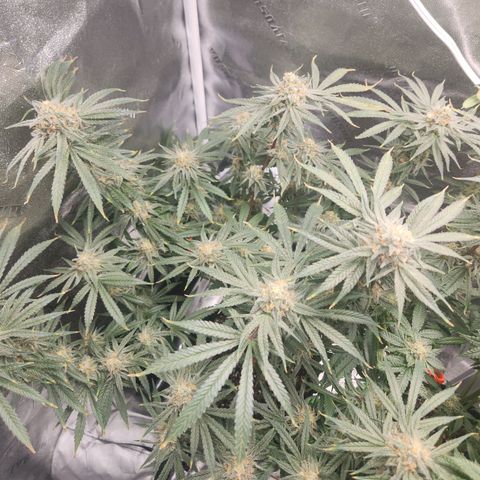 Sour Patch Kiss growlog timeline photo