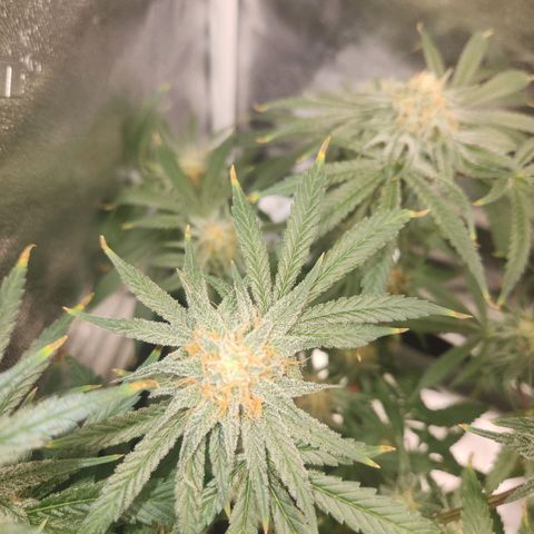 Sour Patch Kiss growlog timeline photo