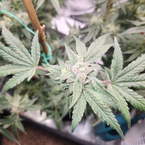 Gorilla Runtz growlog timeline photo