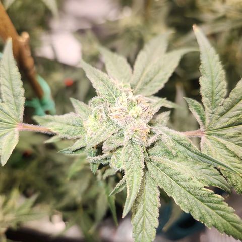 Gorilla Runtz growlog timeline photo