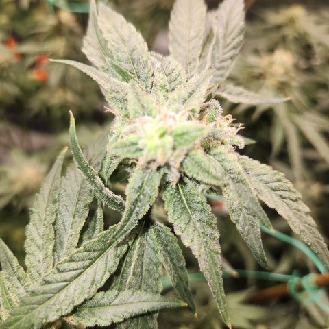 Gorilla Runtz growlog timeline photo