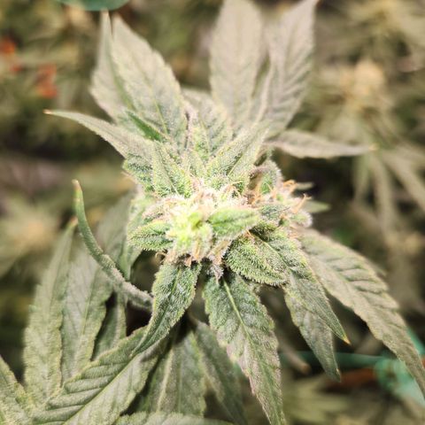 Gorilla Runtz growlog timeline photo