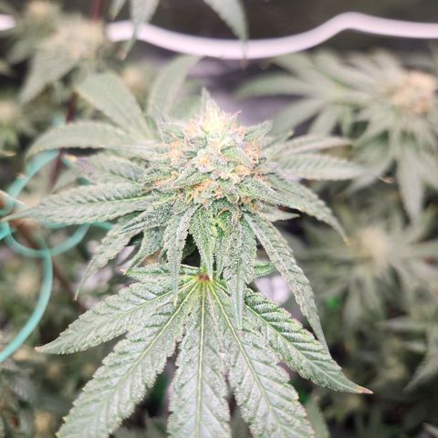 White Heat growlog timeline photo