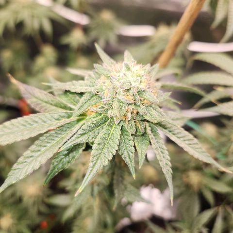 White Heat growlog timeline photo