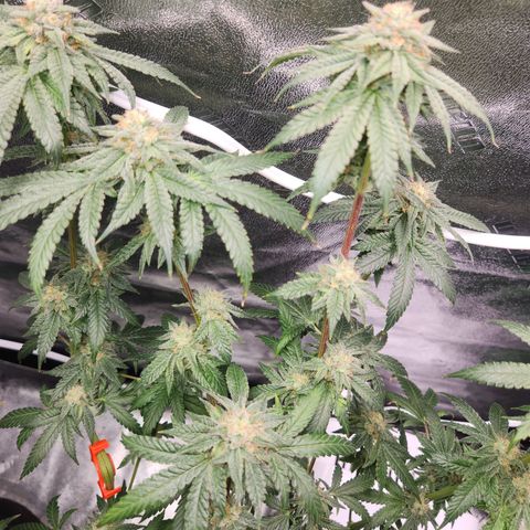 White Heat growlog timeline photo