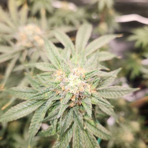 White Heat growlog timeline photo