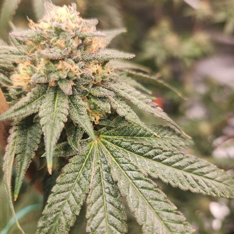 White Heat growlog timeline photo