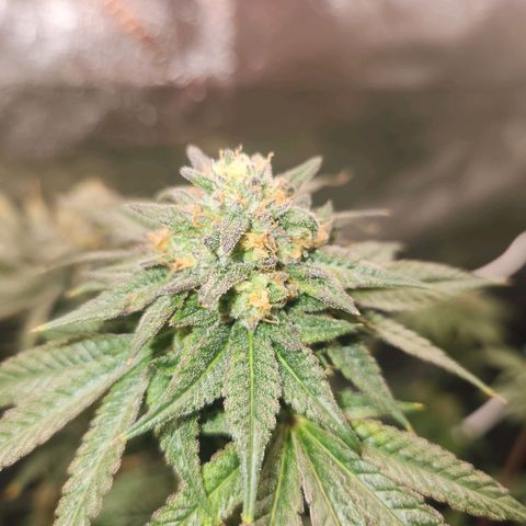 White Heat growlog timeline photo