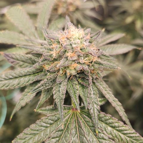 White Heat growlog timeline photo