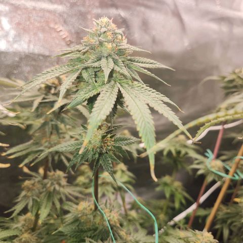 White Heat growlog timeline photo