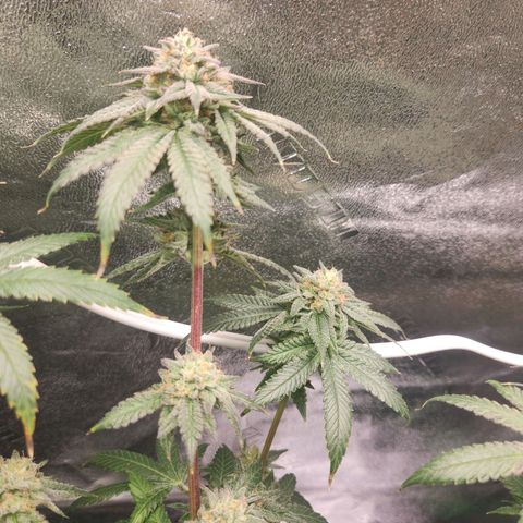 White Heat growlog timeline photo