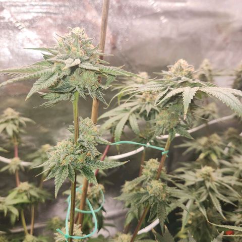 White Heat growlog timeline photo