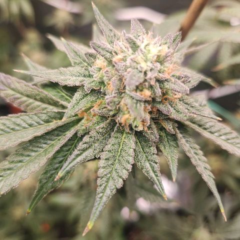 White Heat growlog timeline photo