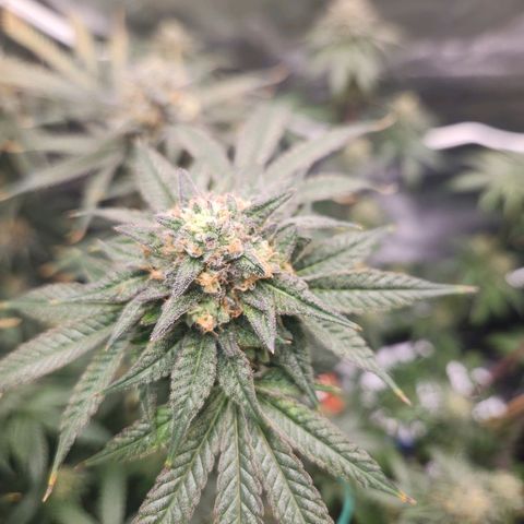 White Heat growlog timeline photo