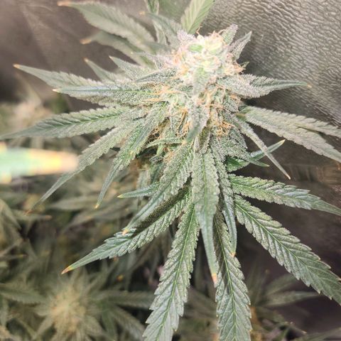 Sour Patch Kiss growlog timeline photo
