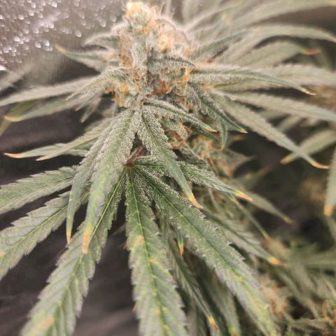 Sour Patch Kiss growlog timeline photo