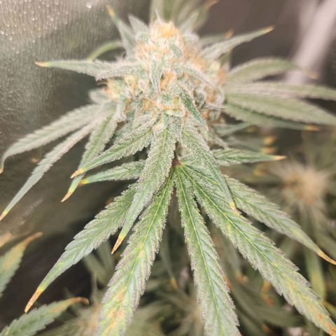Sour Patch Kiss growlog timeline photo