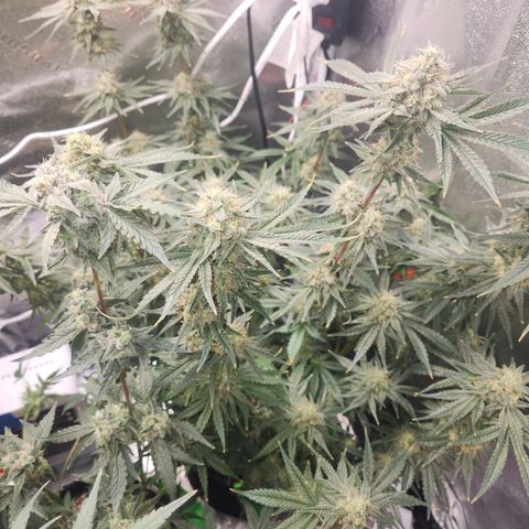Sour Patch Kiss growlog timeline photo