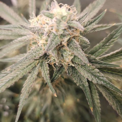 Sour Patch Kiss growlog timeline photo