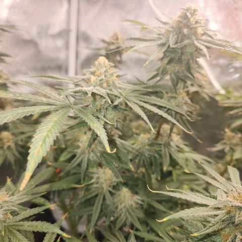 Sour Patch Kiss growlog timeline photo