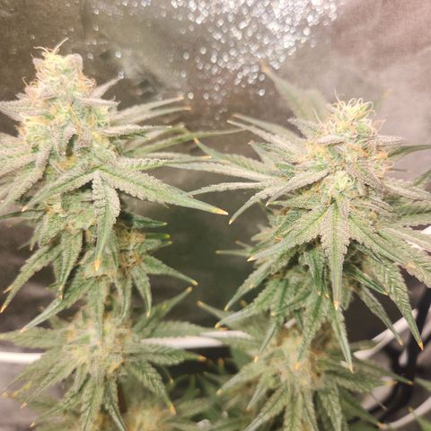 Sour Patch Kiss growlog timeline photo