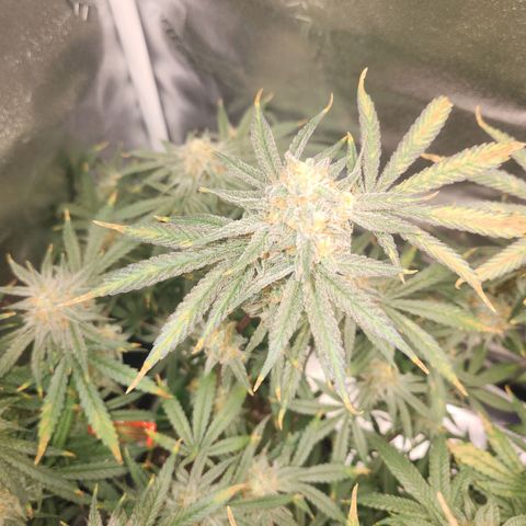 Sour Patch Kiss growlog timeline photo