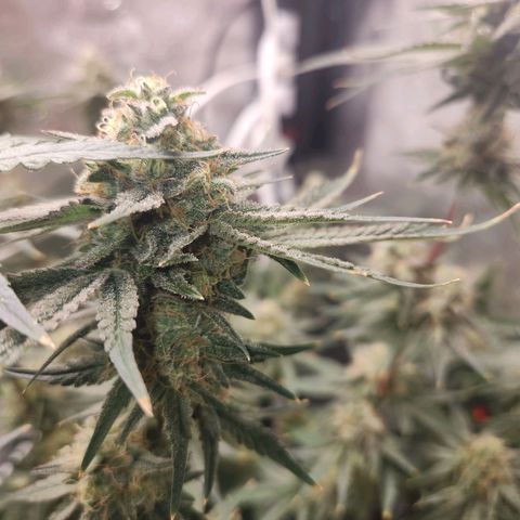 Sour Patch Kiss growlog timeline photo