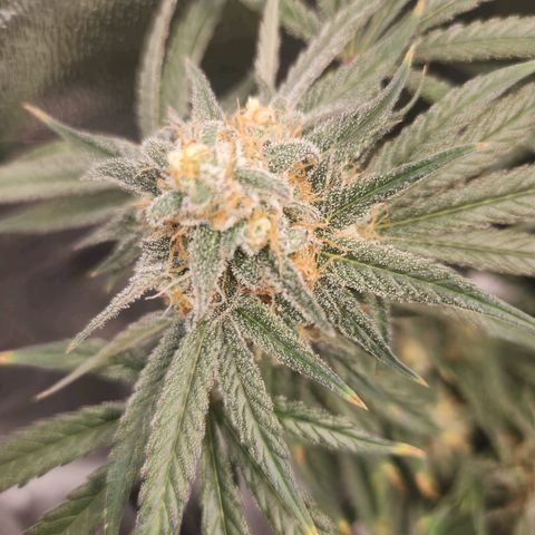 Sour Patch Kiss growlog timeline photo