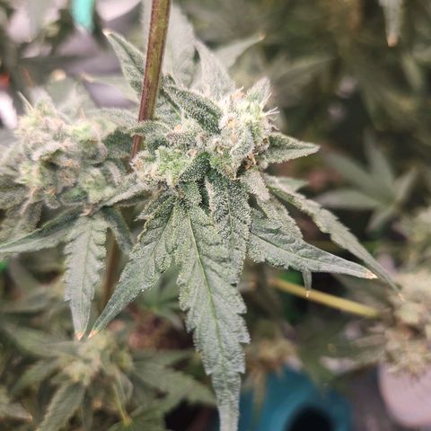 Gorilla Runtz growlog timeline photo