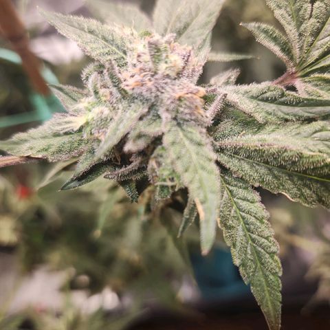 Gorilla Runtz growlog timeline photo